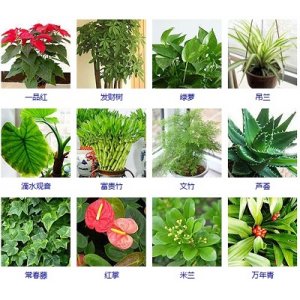 桌面盆栽四季常青植物 发财树 绿萝 罗汉松等盆景 桌面花卉绿植 净化空气吸甲醛